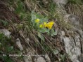 /album/fotogalerie-fotogalerie/a004-p-auricula-var-albocincta-jpg/